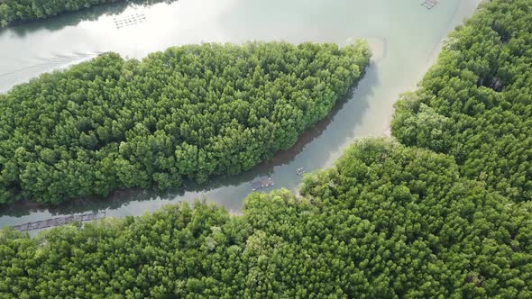 Aerial of River in Mangrove Forest in Thailand alt