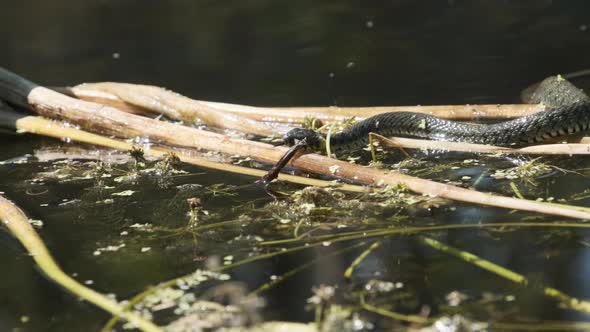 Water Snake Swims Through River of Swamp Thickets and Algae. Slow Motion alt