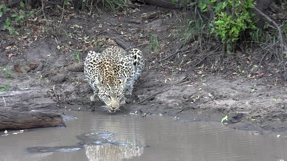 Leopard with light blue eyes drinking water. Slow zoom out. alt