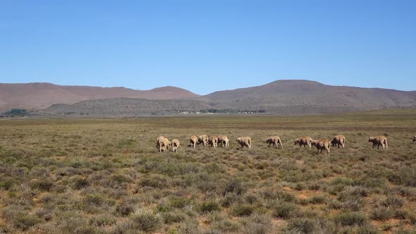 Sheep farming in the central karoo alt