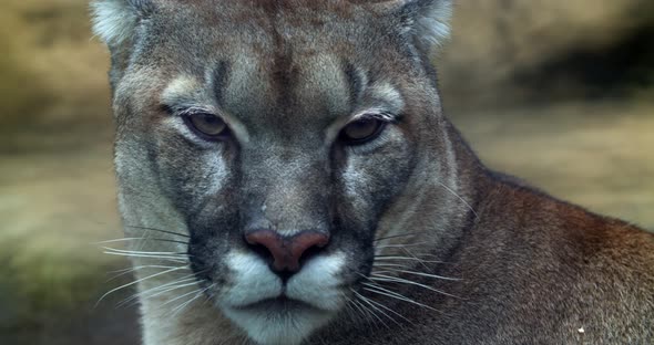 Close-up of a cougar. A wild animal cougar looks into the camera with a very large paw.