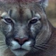 Close-up of a cougar. A wild animal cougar looks into the camera with a very large paw. - VideoHive Item for Sale