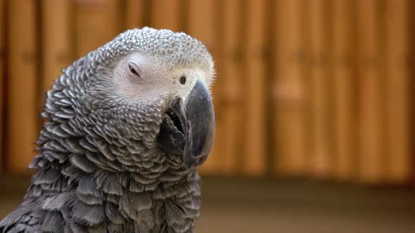 Close Up Portrait of Beautiful Gray African Parrot in the Zoo alt