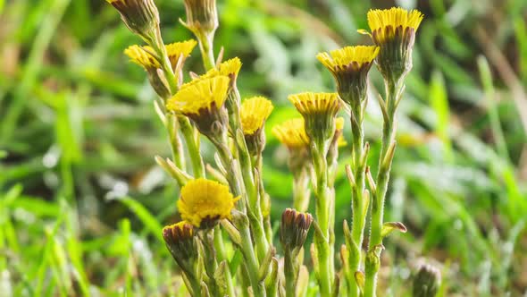 Detail of Spring Herbs Flowers Coltsfoot Blooming in Fresh Green Meadow alt