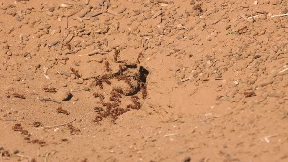 Red Ant Colony Real Time