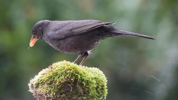 Blackbird eating on small rock