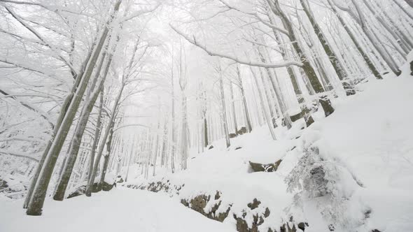 A Snowcovered Forest with Tall Trees and a Track in Winter alt