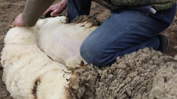 Farm Worker Shearing Sheep