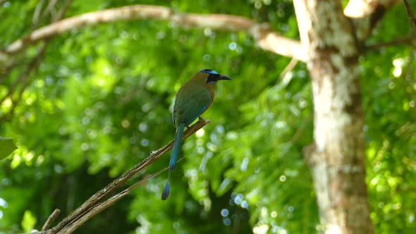 A blue-capped motmot and a flying hummingbird in Gamboa Rainforest Reserve, Panama, static medium sh alt