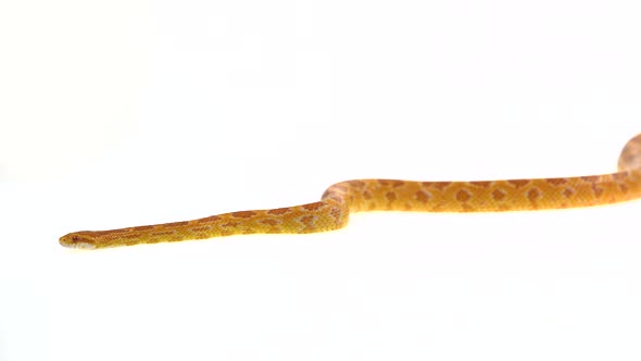 Tiger Python Molurus Bivittatus Morph Albine Burmese in White Background alt