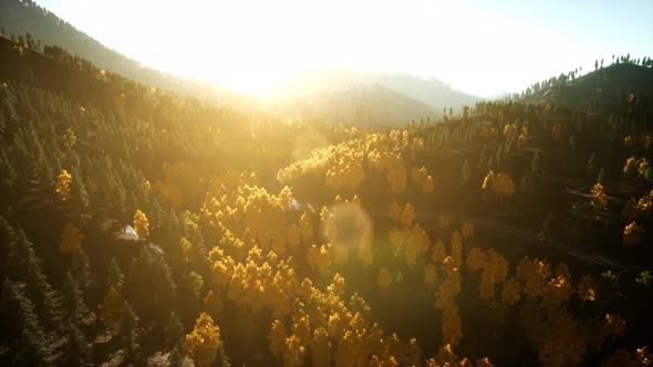 Aerial Drone View Flight Over Pine Tree Forest in Mountain at Sunset alt