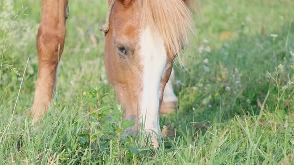Beautiful Red Horse on a Green Pasture alt