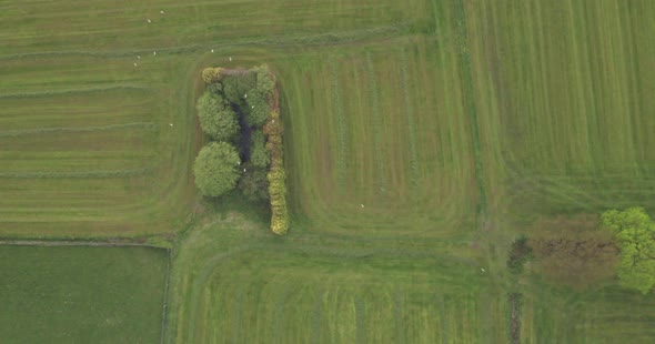 Flying Over Green Meadow with Small Trees alt