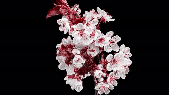 White Flowers of Cherry Blossom on a Cherry Tree Branch with Red Leaves Close up alt