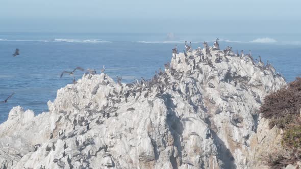 Pelicans Flock Rocky Cliff Island Ocean Point Lobos California