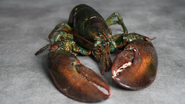 Lobster 65 alt