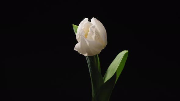 White Tulip Flower Blooming, Close-up alt
