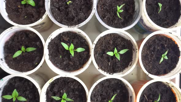 Young Green Plant Seedlings Pan Across Rows of Young Plants in Nursery Ready for Planting in Garden alt