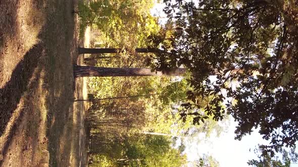 Vertical Video of an Autumn Forest During the Day in Ukraine alt