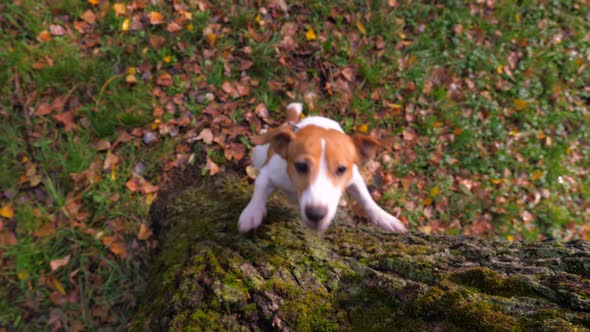 Funny Jack Russell Terrier dog jumping on a tree in the park alt