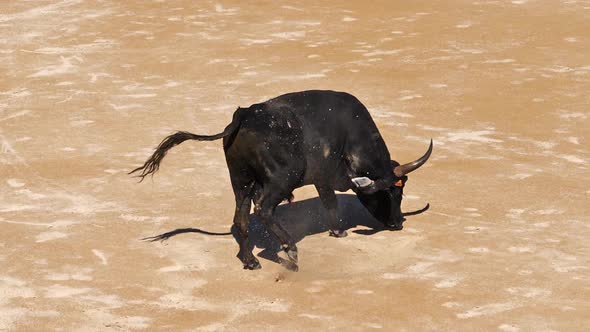 980609 Bull during a Camarguaise race, a sport in which participants try to catch award-winning attr alt