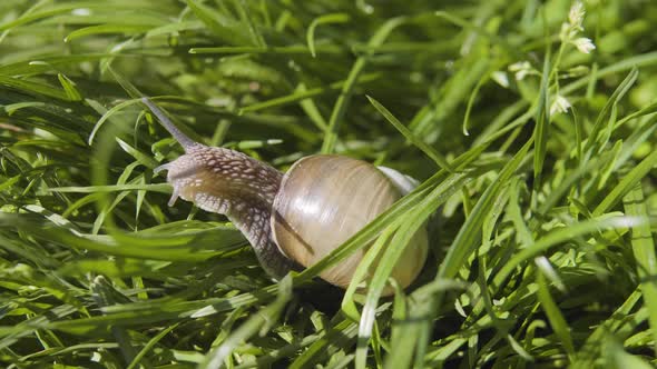 Snail On The Grass 2