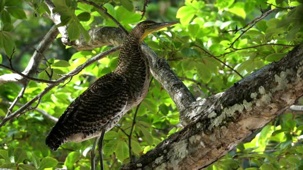 Exotic Tropical Bare-throated Tiger Heron Bird in the Rain Forest