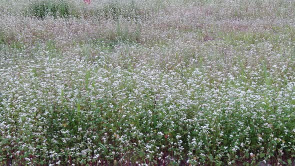 Buckwheat Flower