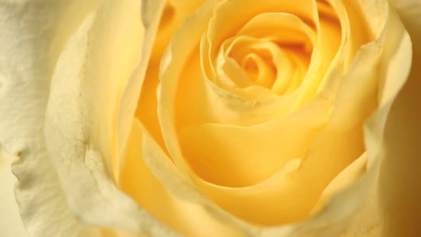 Yellow roses rotating studio shot