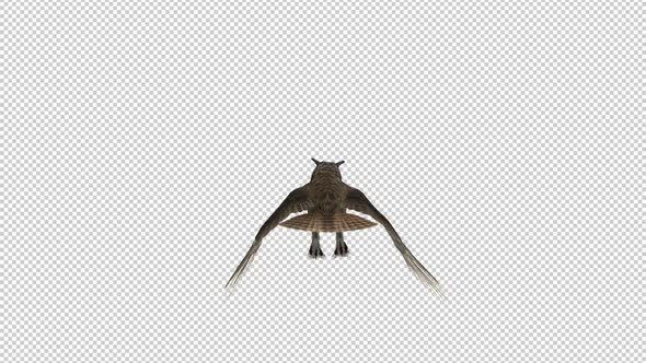 Owl - Horned - Flying Loop - Back View