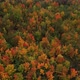 Colorful trees in the forest - VideoHive Item for Sale