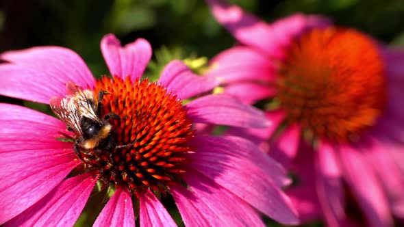 Bumblebee Feeds on Nectar of a Echinacea Purpurea