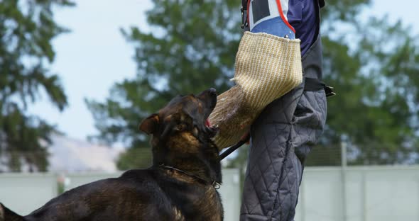 Trainer training a shepherd dog in the field 4k alt