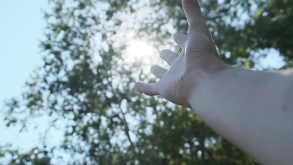 Touch the Sun. Male Hand Plays Fingers with Sunbeams From Leaves of Green Trees alt