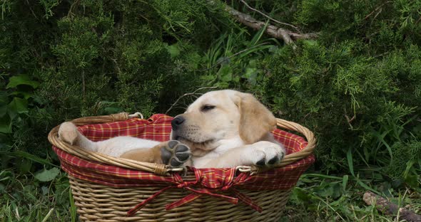 Yellow Labrador Retriever, Puppy Playing in a Basket, Normandy, Slow Motion 4K alt