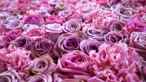 Natural Roses Background alt