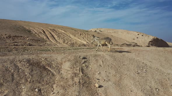 single donkey walk onto a road nowhere in the desert alt