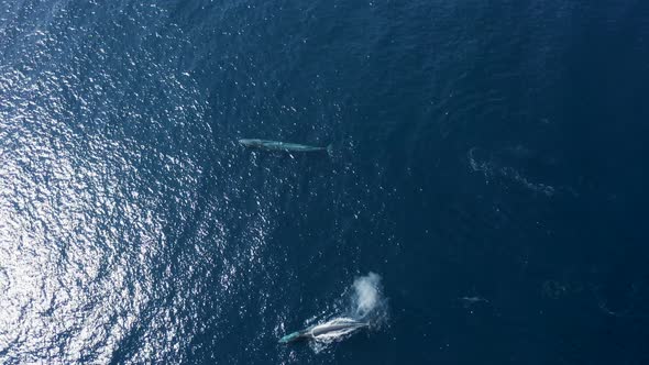 Aerial view of a sperm whale sin the ocean, Azores, Portugal. alt