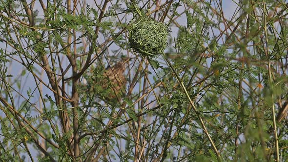 980328 Northern Masked Weaver, ploceus taeniopterus, Male standing on Nest, in flight, Flapping wing alt