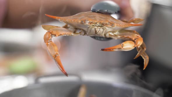Cooked Crab out of Boiling Water