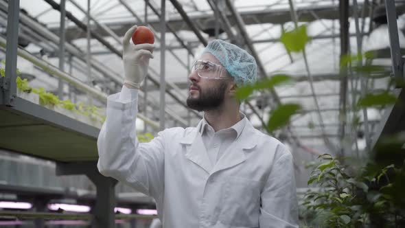 Confident Caucasian Young Man in Protective Workwear Standing in Glasshouse and Looking at Tomato in alt