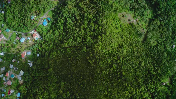 Aerial top-down view of a dense green forest and multi-colored roofs of houses (Saint Lucia) alt