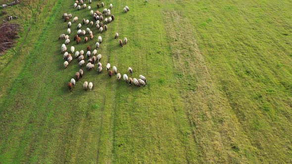 Aerial drone view of sheep herd feeding on grass in green field. Sheep graze on a green meadow. alt