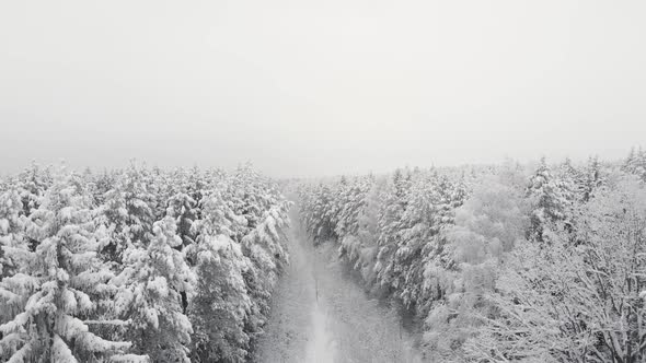 Snow Covered Forest in the Afternoon with Fog Shot on the Throne at Christmas alt