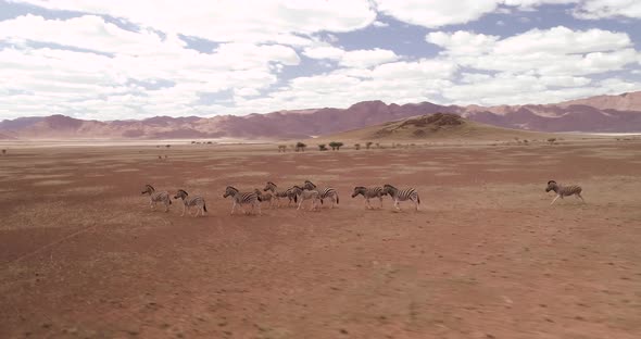 Zebra running in Kalahari Desert Aerial view alt