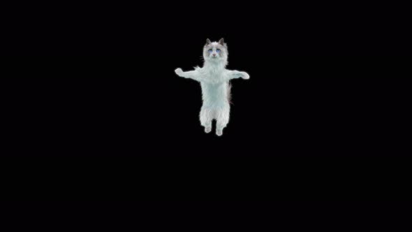Cat Jumping 4K alt
