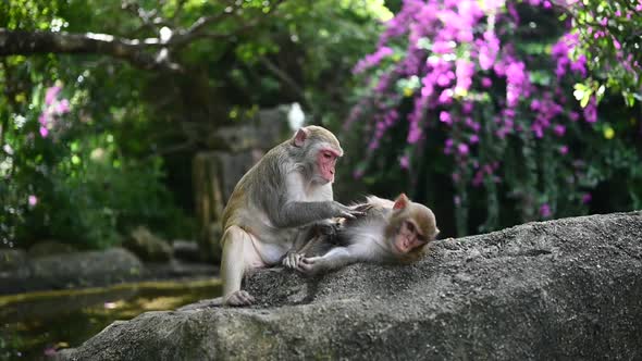 Two Adult Red Face Monkeys Rhesus Macaque Grooming Each Other in Tropical Nature Park of Hainan