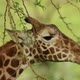 Giraffe Feeding on Thorny Tree - VideoHive Item for Sale