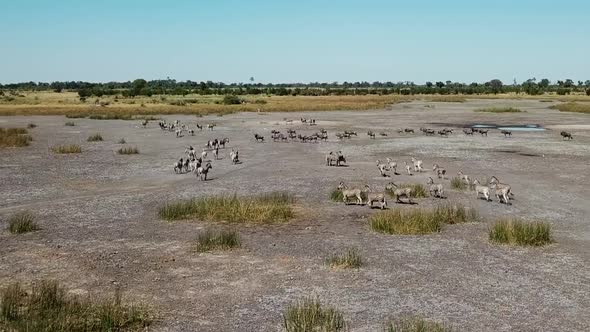 Aerial Fly Over View of a Large Herd  Lechwe Antelope,  Springbok and Zebras, Herd of Cape Buffalo G alt