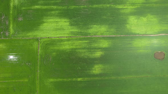 The Paddy Rice Fields of Kedah and Perlis, Malaysia alt